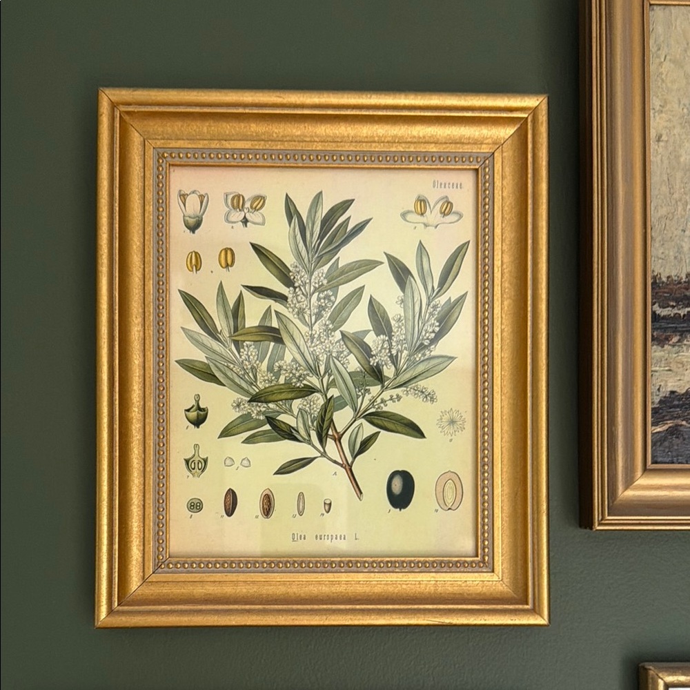Gold Ornate Picture Frame Wall Art - Botanical Print - Picture 2 of 6